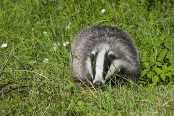 European badger (Meles meles) in the grass