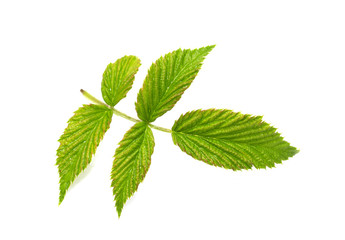 green leaf on a white background. macro