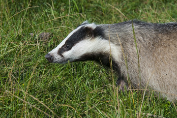 European badger (Meles meles) in the grass