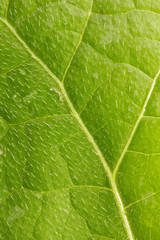 beautiful background of green leaf. macro