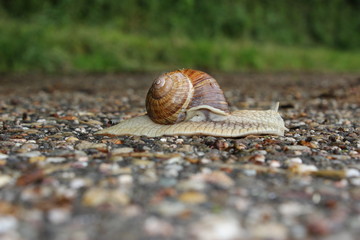 Weinbergschnecke auf der Straße