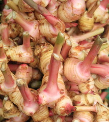 Pink rhizome of galangal