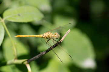 dragonfly in nature. macro