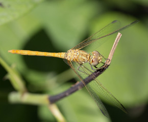 dragonfly in nature. macro