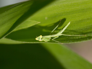 mantis in nature. macro