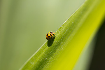 yellow ladybug in nature. macro