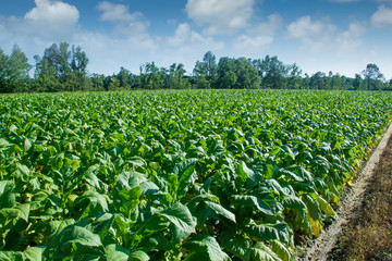 Fototapeta na wymiar Tobacco plain (Nicotiana tabacum), the type species of the genus