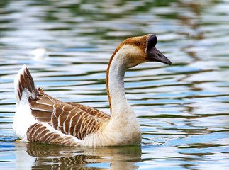 Swan Goose duck on water, wild goose on water