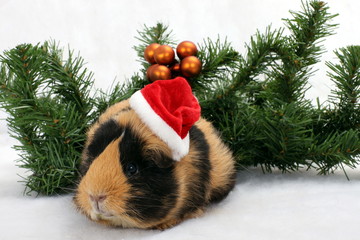 Weihnachtsmeerschweinchen mit Mütze, Tanne