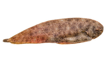 Fish Dover sole