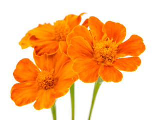 marigold isolated
