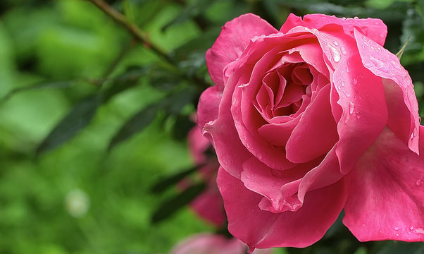 Beautiful pink rose with water drops after rain