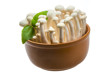 Japan mushroom Shimeji