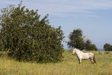 View of a white horse on a rural countryside field.