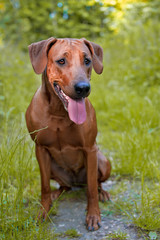 Dog puppy rhodesian ridgeback in autumn woods