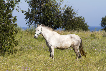 View of a white horse on a rural countryside field.
