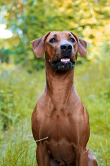 Dog puppy rhodesian ridgeback in autumn woods