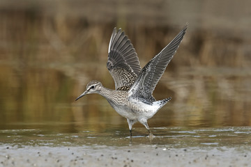 Wood Sandpiper (Tringa glareola)