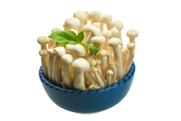 Japan mushroom Shimeji