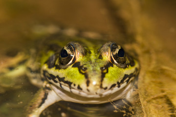  Edible Frog (Pelophylax esculentus) on a puddle.