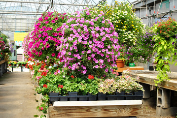 Fototapeta na wymiar Hanging Flowering Plants in a Greenhouse