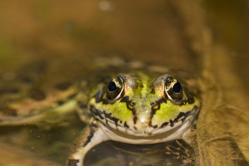  Edible Frog (Pelophylax esculentus) on a puddle.