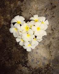 white plumeria heart shape
