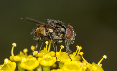 common fly insect on top of flower.