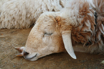 Naklejka premium sheep face, sleep