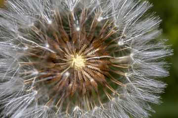 Fototapeta premium Dandelion (Taraxacum officinale) flower.