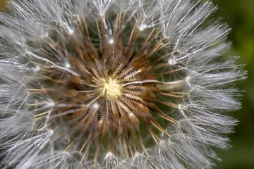 Foto op Plexiglas  Dandelion (Taraxacum officinale) flower. © Mauro Rodrigues
