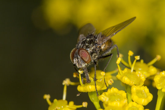  common fly insect on top of flower.