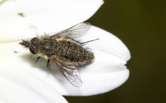 Bee Fly (Bombylisoma notatum) insect