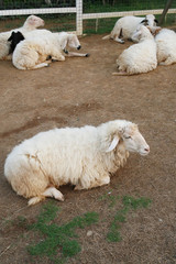 sheep sit in farm