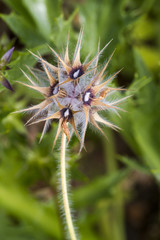 Starry Clover (Trifolium stellatum) flower.