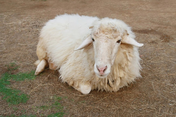 Sheep on soil ground