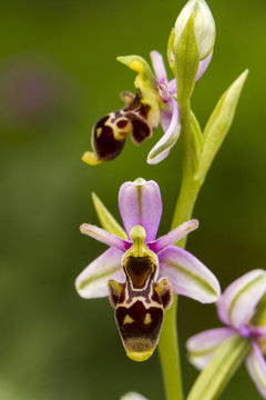 Fototapeta Bee Orchid (Ophrys apifera) flower.