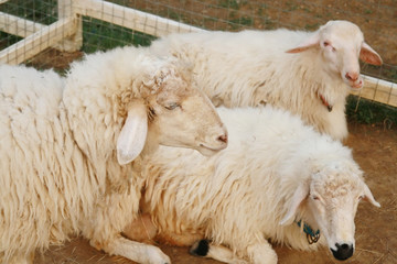 group of sheep