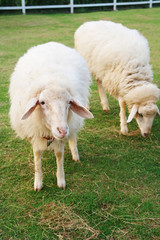 two cute sheep in field