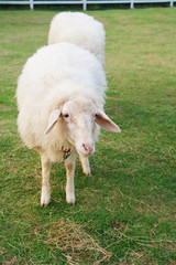 two cute sheep in field