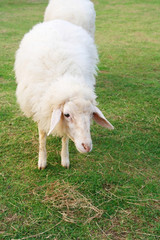 two cute sheep in field