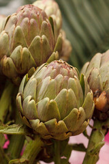 Artichoke