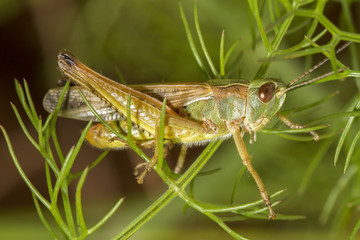 green grasshopper Chorthippus apicalis.