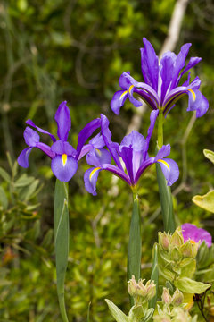Spanish Iris (Iris xiphium) flower.