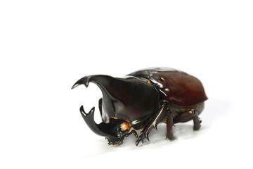 horned rhino beetle on a white background