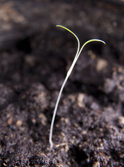 spout, garden, ground, green, tree