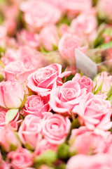 Pink roses