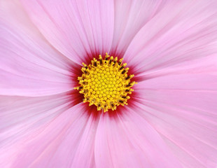 pink cosmos flower background