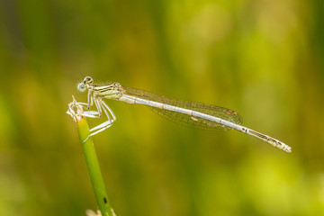  White Featherleg (Platycnemis latipes) damselfly