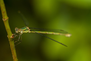 Southern Emerald Damselfly (Lestes barbarus)